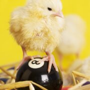 Pasen-Chicken-Billiard-Pool-dreamstime_l_3484372RS